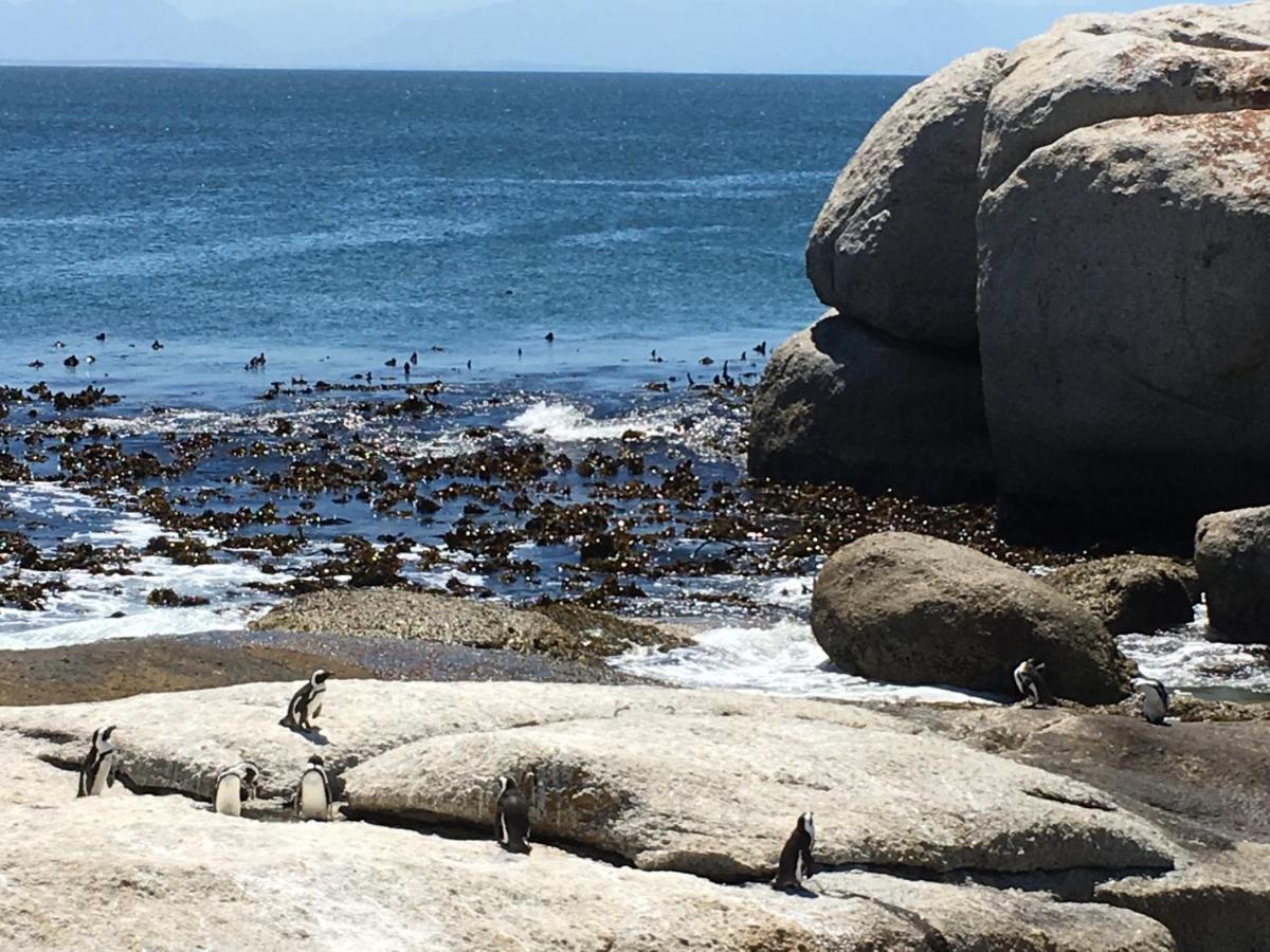 Dream A Little Lejlighed Simon's Town Eksteriør billede